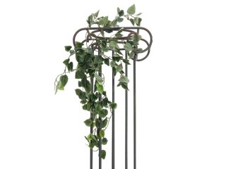 Philodendron Bush Classic, 60cm