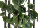 Philodendron Bush Classic, 60cm