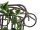 Philodendron Bush Classic, 60cm