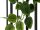 Philodendron Bush Classic, 60cm