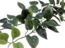 Philodendron Bush Classic, 70cm