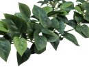 Philodendron Garland Classic, 180cm