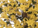 Forsythia tree with 4 trunks, yellow, 150 cm