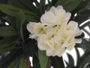 Oleander tree, white, 120 cm