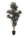 Oleander tree, pink, 150 cm