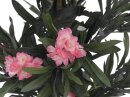 Oleander tree, pink, 150 cm