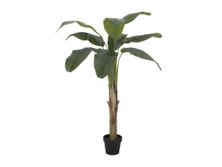 Bananenbaum, 145cm