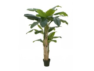 Bananenbaum, 170cm