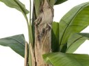Banana tree, 170cm
