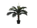 Coconut palm, 90cm