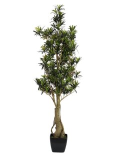 Podocarpus tree, 115cm