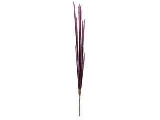 Magic Onion Stalks, rose, 134cm