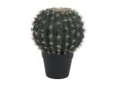Barrel Cactus, 34cm