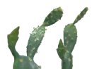 Nopal cactus, 76cm