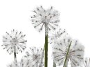 Dandelion, 107cm