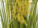 Reed Grass Bunch 118cm