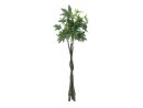 Pachira balltree, 160cm