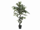 Ficus Forest Tree, 110cm