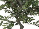 Ficus Waldbaum, 110cm