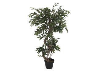 Ficus multiple spiral trunk, 130cm