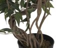 Ficus multiple spiral trunk, 130cm