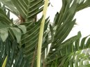Kentia palm tree, artificial plant, 180cm