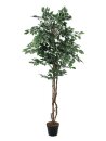 Variegated Ficus, 180cm