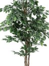 Variegated Ficus, 180cm