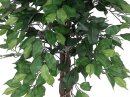Ficus-Benjamini Multi-Stamm 1116Bl. 150cm