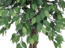 Ficus-Benjamini Multi-Stamm 1488Bl.180cm