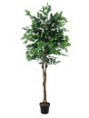 Ficus-Benjamini Multi-Stamm 1860Bl.210cm