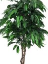 Jungle tree Mango, 180cm