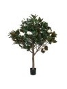 Magnolienbaum 783Blätter-12 Blüten 150cm