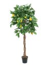 Lemon Tree, 180cm