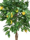 Lemon Tree, 180cm