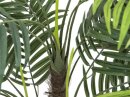 Areca Palme 13 Blätter-Zementtopf 120cm