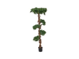 Bonsai tree, 180cm