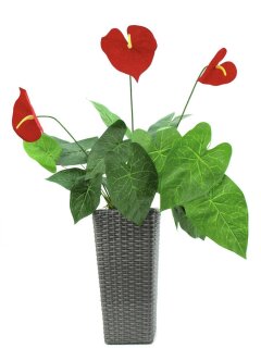 Anthurium-Flamingoblume 3Blüten 51Bl.71cm