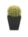 Barrel Cactus, 27cm
