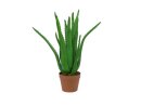 Aloe Vera Pflanze 16 Blatt63cm