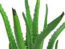 Aloe Vera Pflanze 16 Blatt63cm