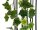 Holland ivy bush tendril premium, artificial, 100cm