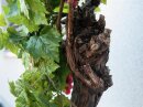 Grape bush, premium, artificial, 100cm