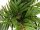 Areca palm, artificial plant, 170cm