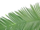 Coconut king palm branch, artificial, 180cm