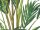 Canary date palm, artificial plant, 240cm