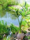 Phoenix palm, artificial plant, 240cm