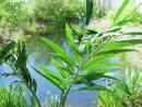 Phoenix palm, artificial plant, 240cm