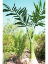 Phoenix palm, artificial plant, 240cm