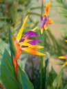 Bird-of-paradise flower, artificial plant, 90cm